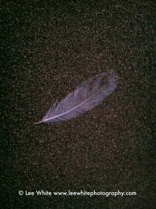 Feather on Sand #5