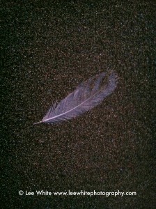 IMG_2886 Feather on Sand #5