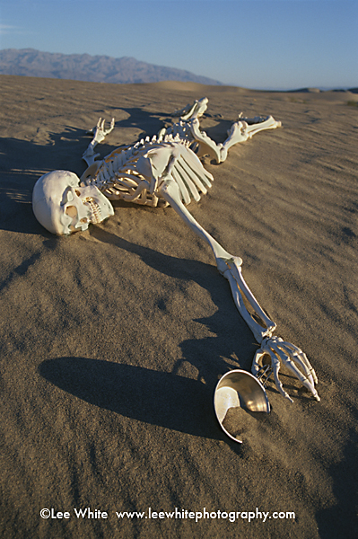Skeletoncup002